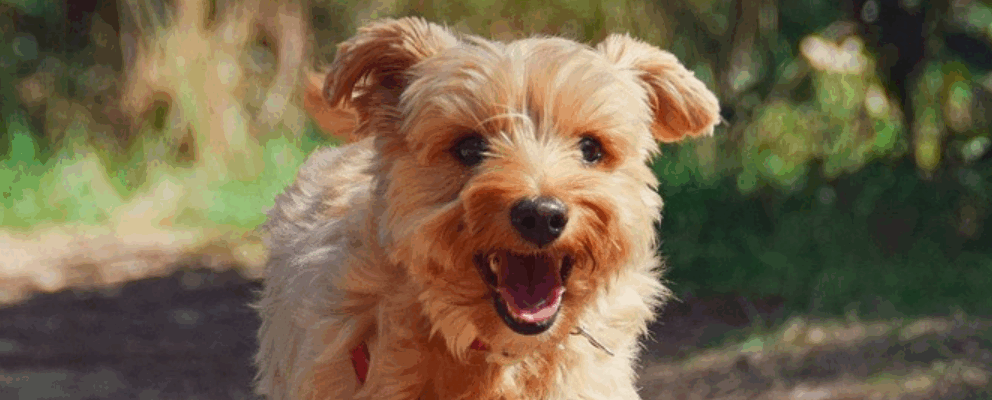 Holiday Homes for Outdoor Pets only