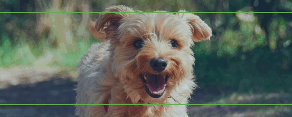 Holiday Homes to bring your furry friends